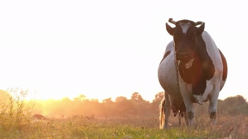 Beautiful black and white cow at sunset.
