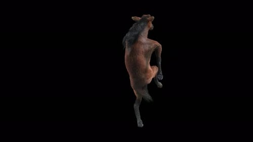 3D Animated Horse Rearing on Hind Legs Alpha Channel