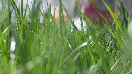 Herbe verte d'été
