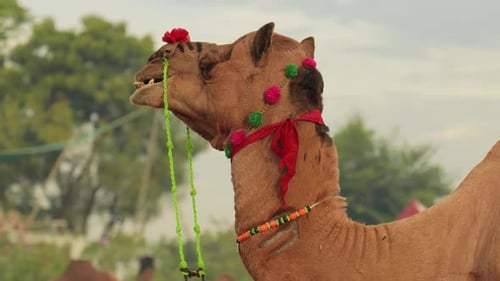 Kamele auf der Pushkar-Messe, auch Pushkar Camel Fair oder lokal als Kartik Mela bezeichnet