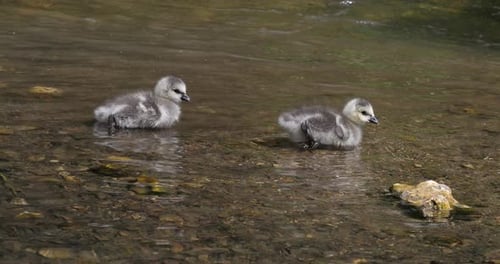 Cute Gray Geese Paddle in a Creek