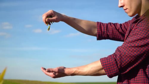 Person Sowing Seeds in Sunny Crop Field