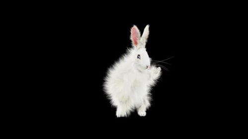 Hase: Tanzen HD
