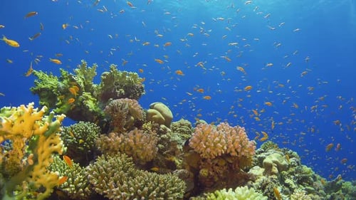 Tropical Fish on Vibrant Coral Reef