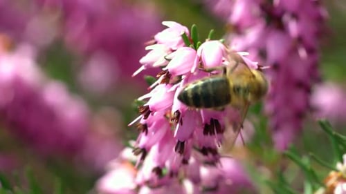 Bee Pollinating Pink Flowers in a Sunny Meadow