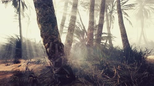 Misty Palm Forest with Sun Rays Moving Through