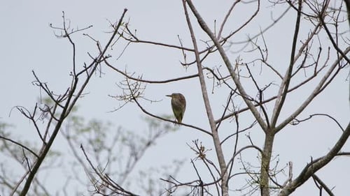 Blick nach links und dann in Richtung Kamera, während Sie sich für die Nacht im Wald ausruhen, Chinese Pon