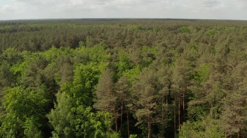 Slow Flight Forward Towards Rich Green Forest Tree Tops Over Germany European Woods with