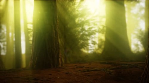 Firefly in Misty Forest with Fog