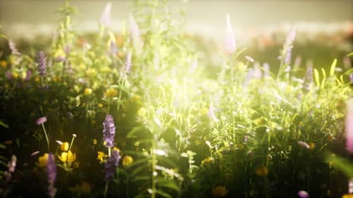 Wild Flowers in the Field