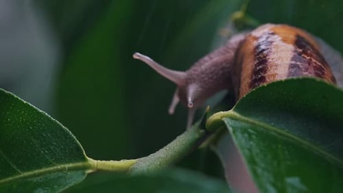 Snail on a Plant Under Water