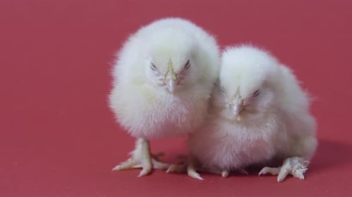 Two Baby Chicks on a Red Background