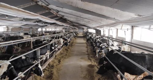 Dairy Farm With Milking Cows Eating Hay In Barn. Industrial Modern Breeding Cattle