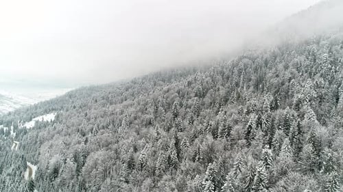 . Flight Above Ukraine Winter Forest, Aerial Top View.