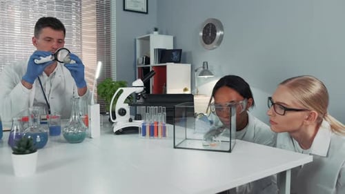 Scientists Doing Research on a Mouse in Lab