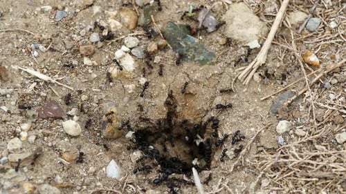 Colonie de fourmis à Ethniko Ygrotopiko, Parko, Delta, Evrou