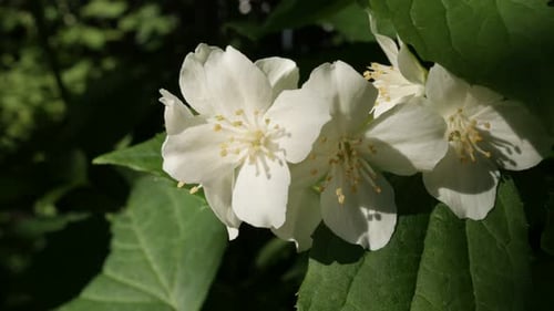 Beautiful sweet mock-orange shrub close-up 4K 2160p 30fps UltraHD footage - Shallow DOF of Philadel
