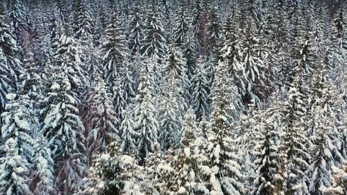 Pine tree coniferous forest covered in snow, cold winter landscape, aerial view