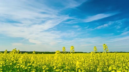 Canola-Feld