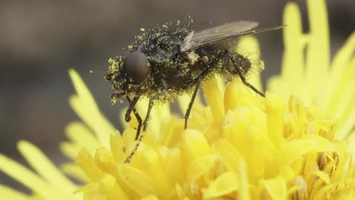 Muscidae Fly On A Yellow Flower