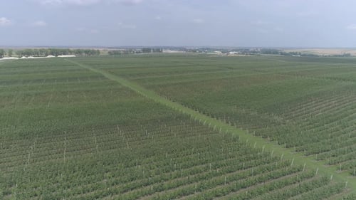 Aerial view of a currant plantations
