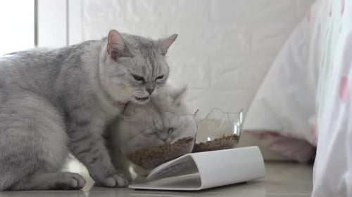 Gray Cat Enjoys Food While Being Licked