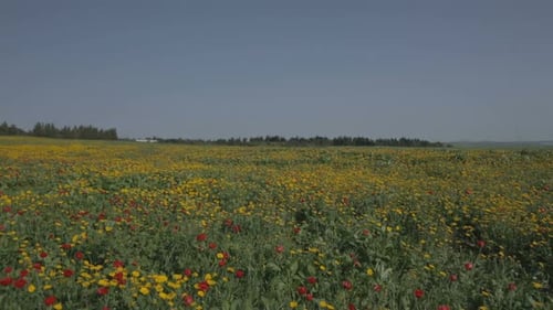 Wide angle shot of a large field covered with colorful flowers during spring
