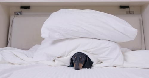 Dachshund Dog Resting Under White Bed Covers