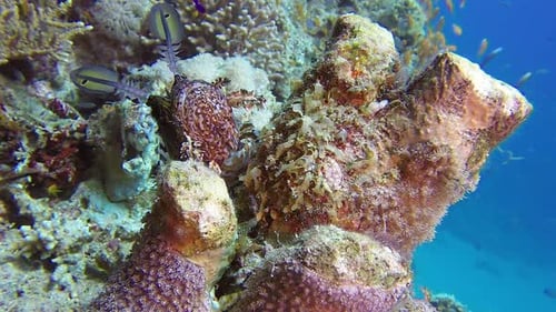 Lionfish