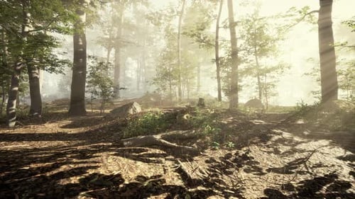 Panoramic View of the Majestic Forest in a Morning Fog