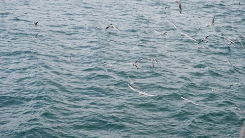 Flock of Seagulls And Birds Flying above the sea.