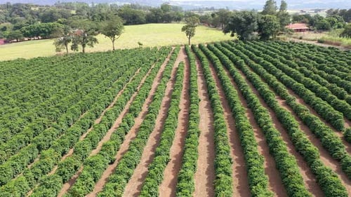 Aerial View of Green Crops in Rural Farmland