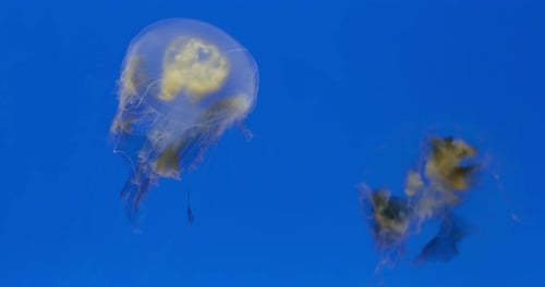 Jelly fish pond