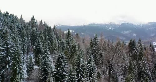 Aerial View of Forest Covered with Snow in Mountains