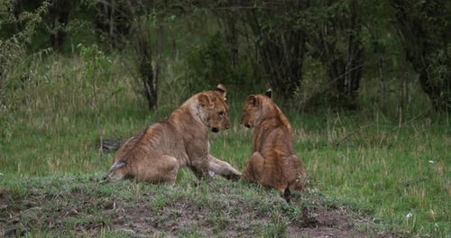 African Lion, panthera leo, cubs playing, Masai Mara Park in Kenya, Real Time 4K