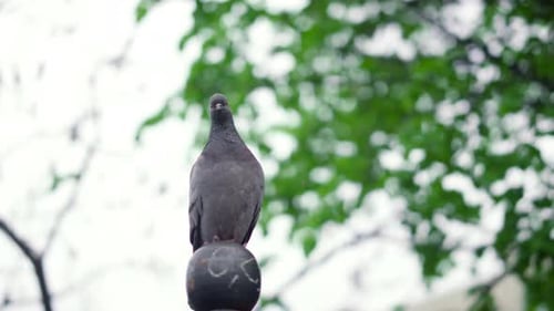 Vista de pájaro en el parque contra el cielo nublado