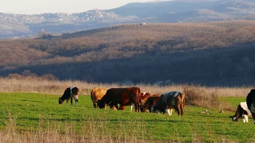 Kühe grasen im Freien