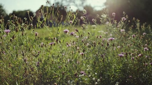 Wildflower Meadow Swaying in Gentle Summer Sunlight
