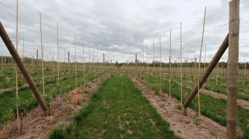 Apple Plantation of a Large Fruit Farm