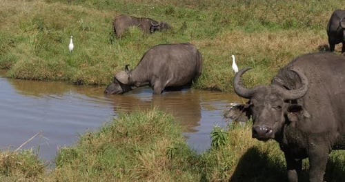 Búfalo africano, syncerus caffer, grupo en Waterhole, Nairobi Park en Kenia, tiempo real 4K