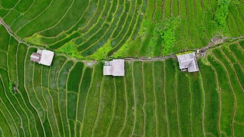 Aerial view of green wavy field in sunny day. Beautiful green area of young rice field