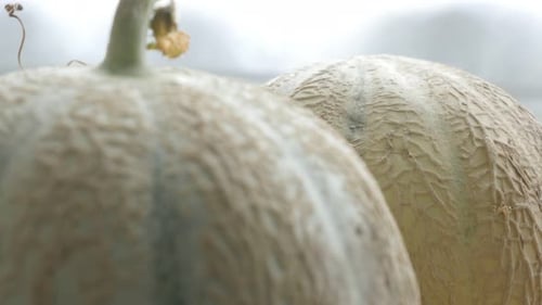 Gros plan du concept de melons frais, fond de nourriture inclinable 4K 2160p, 30 images par seconde, vidéo UltraHD - Slow til