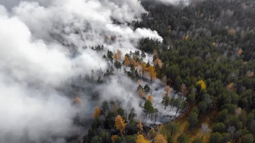 Aerial View Forest Fires Are Burning Violently