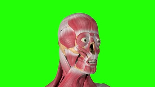 3D Human Head Anatomy with Flexing Muscles on Green Screen