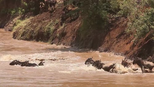 Wildebeest Crossing River During Animal Migration