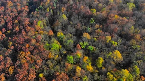 Aerial View on Top Amazingly Beautiful Autumn Colors,forests,trees, Aerial Drone Flyover View.