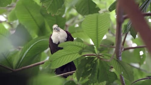 Paloma terrestre de garganta blanca sentada en un árbol