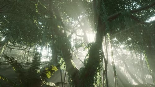 Deep Tropical Jungle Rainforest in Fog