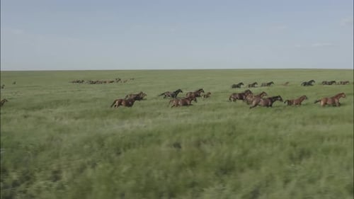 Chevaux sauvages qui courent des Mustangs sauvages sur l'herbe verte
