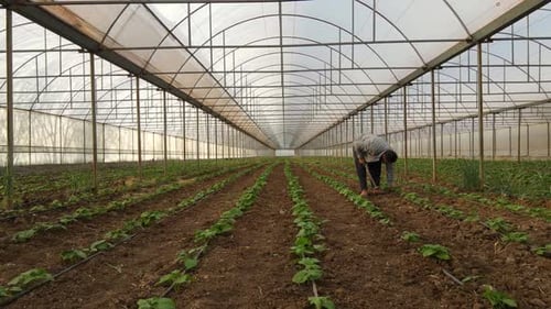 Adult tending to crops inside greenhouse
